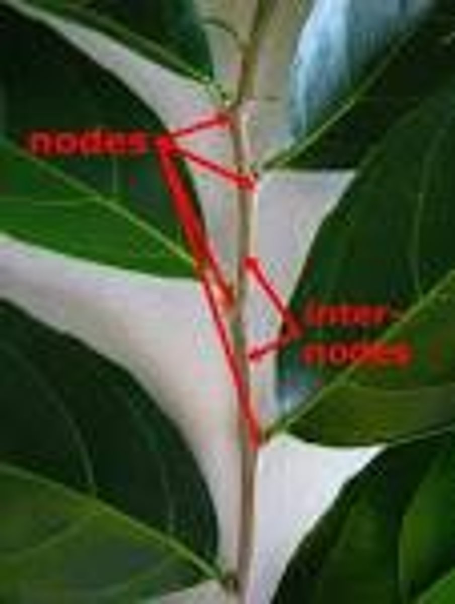 <p>where the leaves attach</p>