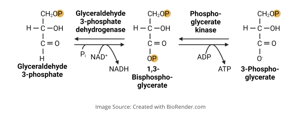 <p><span><span>What type of reactions are observed in this image?</span></span></p>