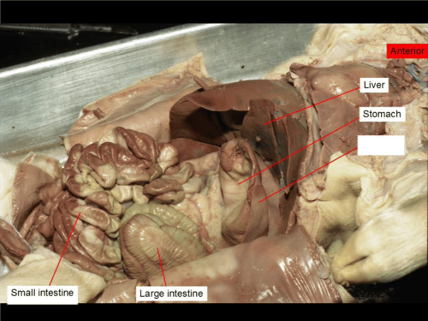 <p>name the unidentified organ</p>