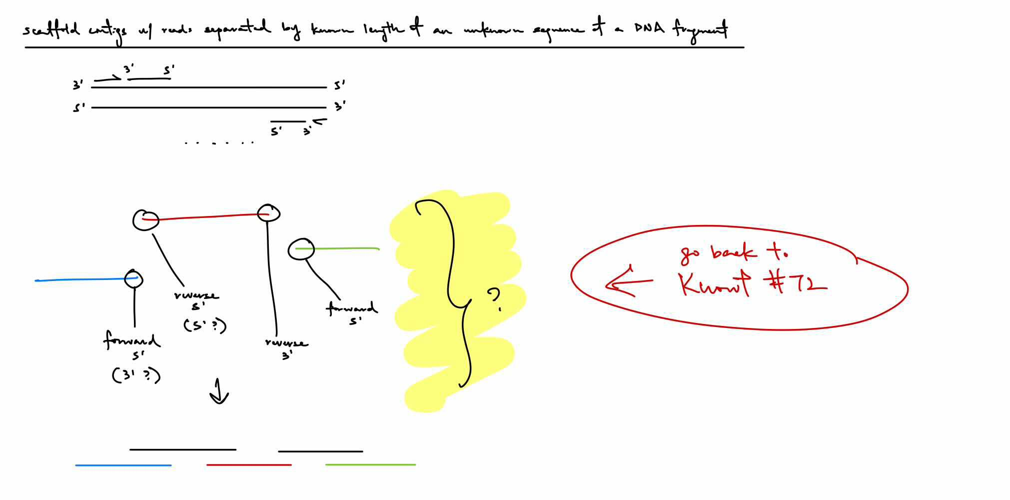 <p><strong><u>we know that the contigs are from the same cluster with forward strand having the forward read in the 3' to 5' direction &amp; with the reverse strand (5' to 3' relative to forward strand) having the reverse read in the 3' to 5' direction</u></strong></p><p><strong><u>if we hav</u></strong>e the forward contig 3' end &amp; reverse contig 5' end, then that would determine the approximate ordering of the contigs (still considering the gap in between)</p><ul><li><p>if forward and reverse contigs are inwards/towards one another, then follow that order</p></li><li><p><strong><u>BUT: COULD BE THE 3’ OR 5’ END B/C IN THIS EX, THESE THREE CONTIGS MIGHT BE LOCATED ABOVE, BELOW, BESIDE, ETC. RELATIVE TO THE FORWARD OR REVERSE STRAND</u></strong></p></li></ul><p>^ just think this instead of the 2nd paragraph</p><img src="https://lh7-rt.googleusercontent.com/docsz/AD_4nXdLzt6q3ECa7a4sGmtr6qR-8HwvRmDi2VQzyvkiVn9Z_6vFlGULtSD5NhAtx8Lw0zE3u8QpLmgP_673tcYCSyBwAqNMXbED9vqGP63B4b70SW-mH6CDOMUnq21aTggFZcDwXVZA1A?key=TxOjcKYwudZB5Pna5GgBYjsE" data-width="100%" data-align="center"><p>Black strands are the connections of the 3’ and 5’ ends to determine the order of the contigs, knowing there’s an unknown amount of bp in between each contig</p>