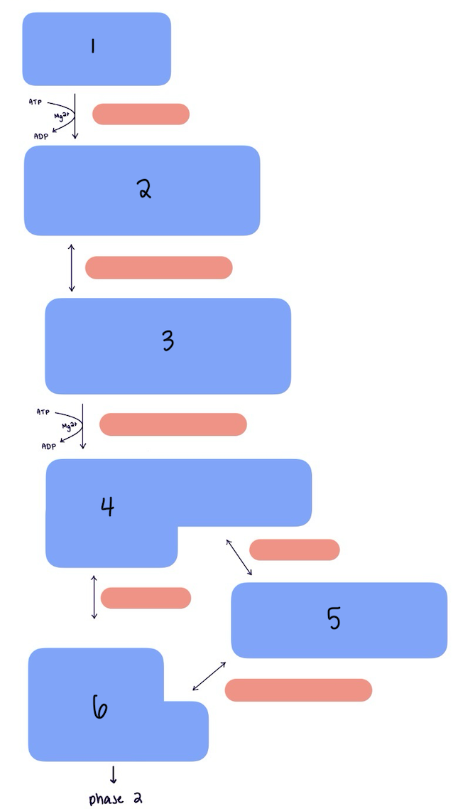 <p>Which option shows the correct order of intermediates in glycolysis Phase 1?</p>