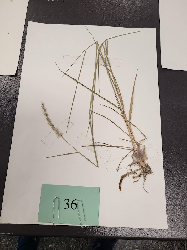 Longevity: Perennial

Season of Growth: Cool

Origin: Native

Economic Value

Wildlife: Fair

Grazing: Good