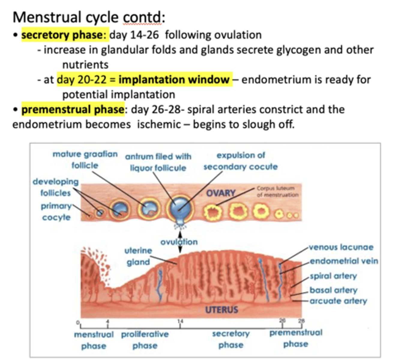 <p>premenstrual phase</p>