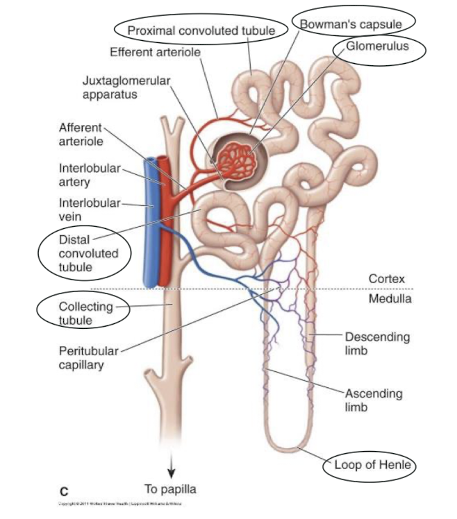 <ul><li><p>Functional unit of the kidney</p><ul><li><p>Million</p></li></ul></li><li><p>Role:</p><ul><li><p>Filters substances from blood</p></li><li><p>Reabsorb filtered nutrients + water</p></li><li><p>Secrete waste</p></li></ul></li></ul><p></p>