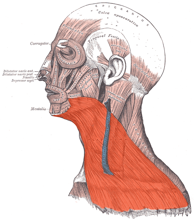 <p><strong>Origin:</strong> Subcutaneous fascia of superior chest<br><strong>Insertion:</strong> mandible & subcuntaneous fascia of lower face<br><strong>Action:</strong> moves skin of superior chest & neck, depresses and pulls lower lip laterally (side & down)<br><strong>Nerve:</strong> Facial VII</p>