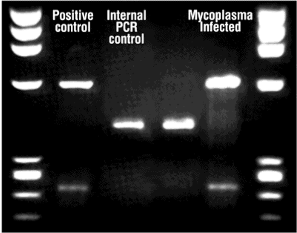 <p><span>•Testing should be done regularly (e.g.fortnightly)</span></p><p><span>•A few methods: PCR, colorimetric and fluorescence</span></p><p style="text-align: left"></p><p><span>•PCR using primers specific for mycoplasma</span></p><p style="text-align: left"><span>- small sample of the culture medium as a starting material</span></p><p></p>