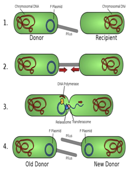 <p>what is this process</p>