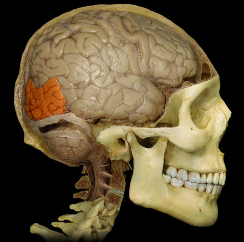 <p>What is this and what is its function?</p>