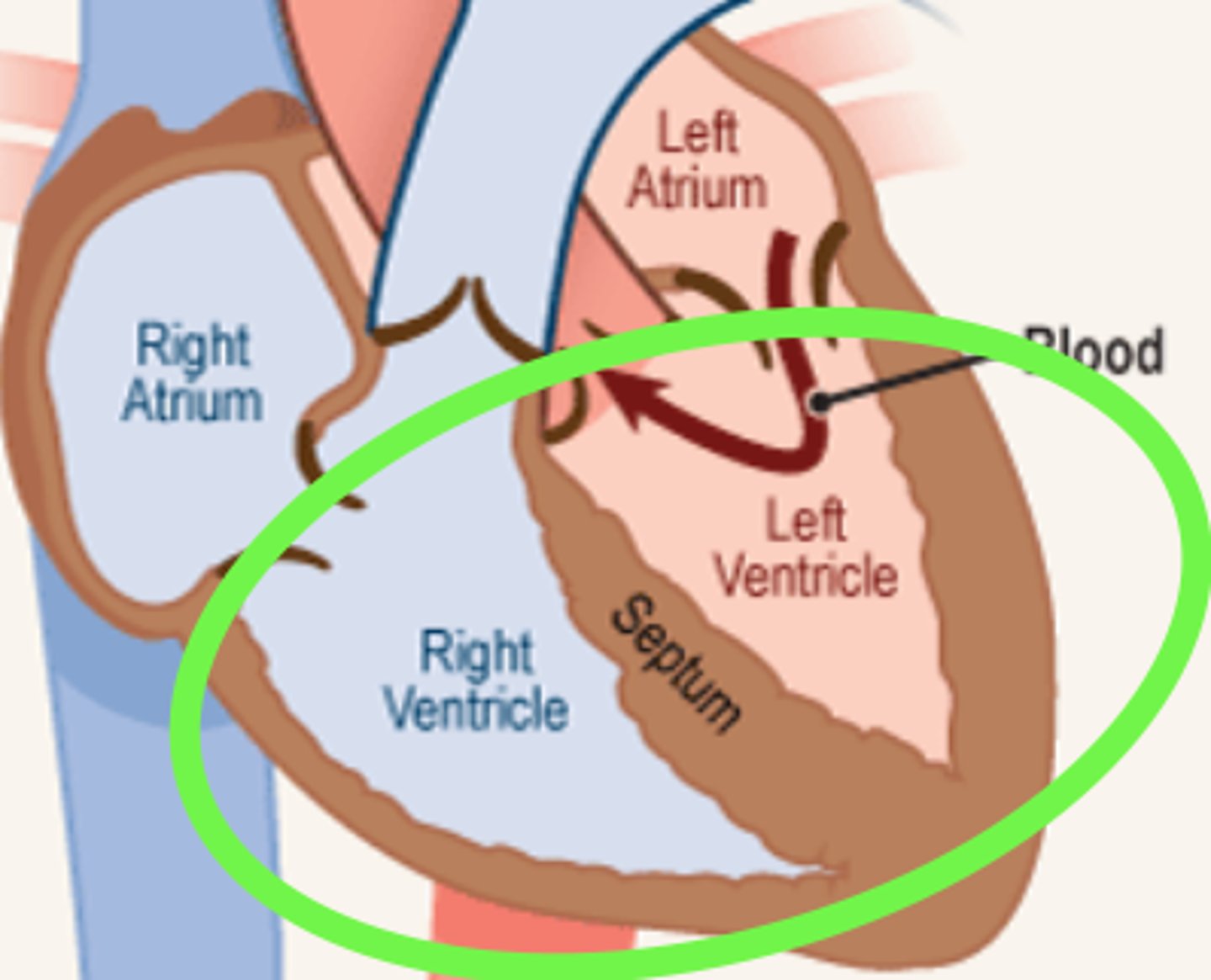 <p>heart chamber (at the bottom of the heart) that pumps blood out of the heart and into the circulatory system</p>