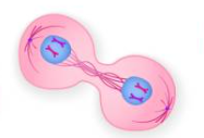 <ul><li><p><span>Two nuclear envelopes form around separated chromosomes at opposite ends</span></p></li><li><p><span>Complete division of genetic material</span></p></li></ul>