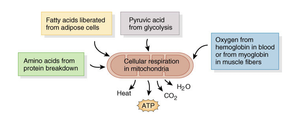 <p>generates 34-36 ATP, along with heat, CO2,H20</p><ul><li><p>can be other things rather that glucose going into pathway</p></li><li><p>requires oxygen to carry out cellular respiration in the mitochondria</p></li></ul>