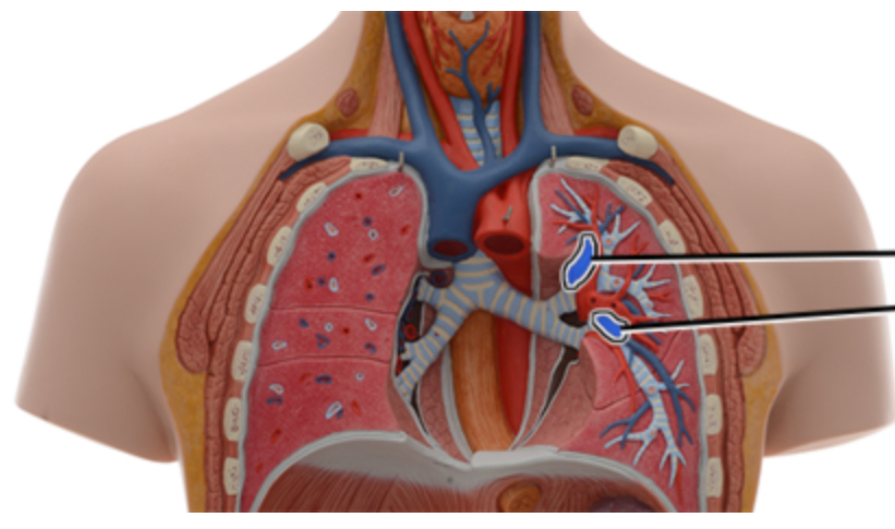 <p>pulmonary arteries</p>