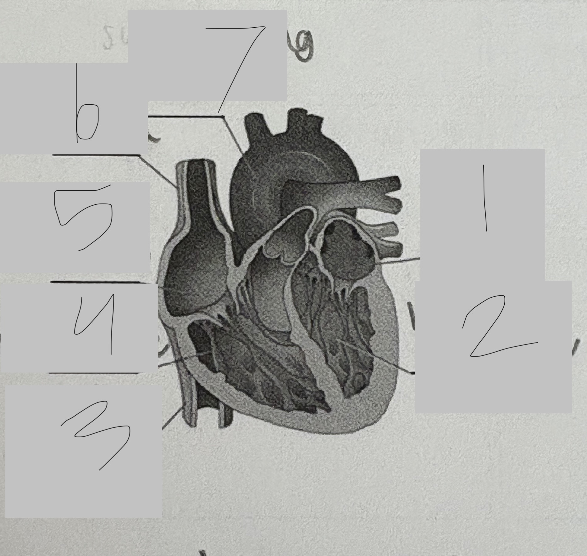 <p>7</p>