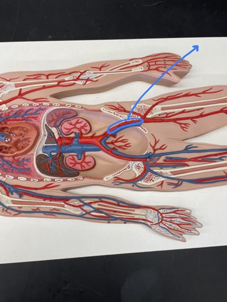 <p>supplies lower limbs</p>