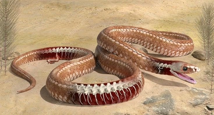 <p><span><span>basal snake from the Late Cretaceous</span></span></p>