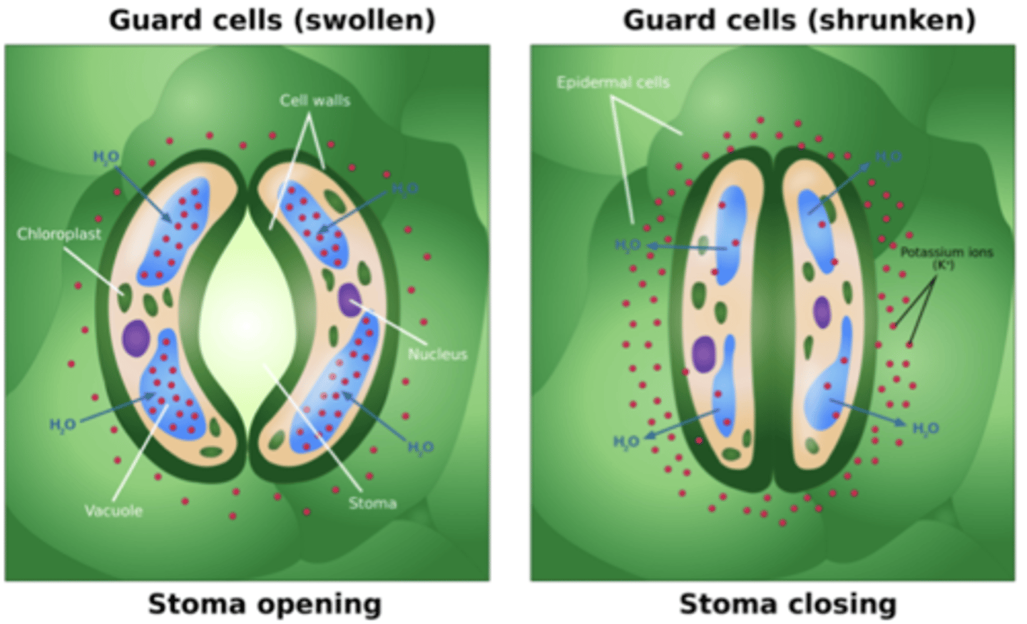 <p>Massevis av små spalteåpninger på undersiden av bladet. Regulere gasser inn + ut (homeostasen). Ulempe: Kommer også vann ut.</p><p>Dag: Fotosyntese.</p><p>Natt: Ingen lysreaksjon (litt calvinsyklus)</p><p>Består av to lukkeceller festet til hverandre:</p><p>1. Har indre skjelett --> kan ikke utvide seg ved å bli tykkere</p><p>2. Cellene i ytterhuden har ikke klorofyll, men lukkercellene har --> mulig å åpne /lukke spalteåpningen</p><p>3. Fotosyntese --> dannes glukose i lukkercellene --> høyere konsentrasjon av stoffer inni lukkercellene enn cellene rundt --> vann diffunderer inn</p><p>4. Lukkercellene fylles med vann --> økt trykk --> spalteåpningen åpnes (lukkercellene sitter sammen og kan ikke bli tykkere --> bøyes utover)</p><p>- CO2 og O2 passere inn + ut</p><p>5. Ingen fotosyntese --> konsentrasjon av glukose i lukkercellene synker -->. vann strømmer ut --> lavere trykk --> spalteåpningene lukkes (slappere)</p>
