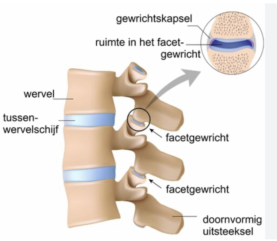 <p>binding van 1 wervelboog met de ander. Is een echt gewricht. </p>