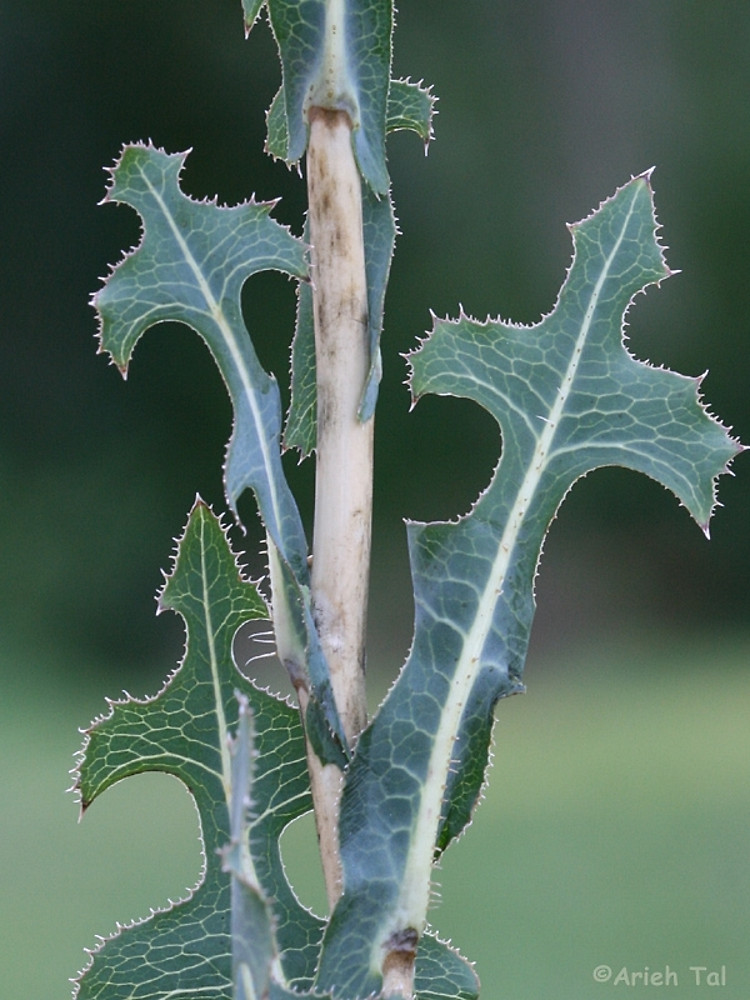 term image