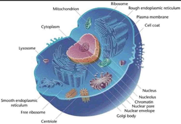 <p>What are some of the differences between a prokaryote cell, and a eukaryote cell?</p>