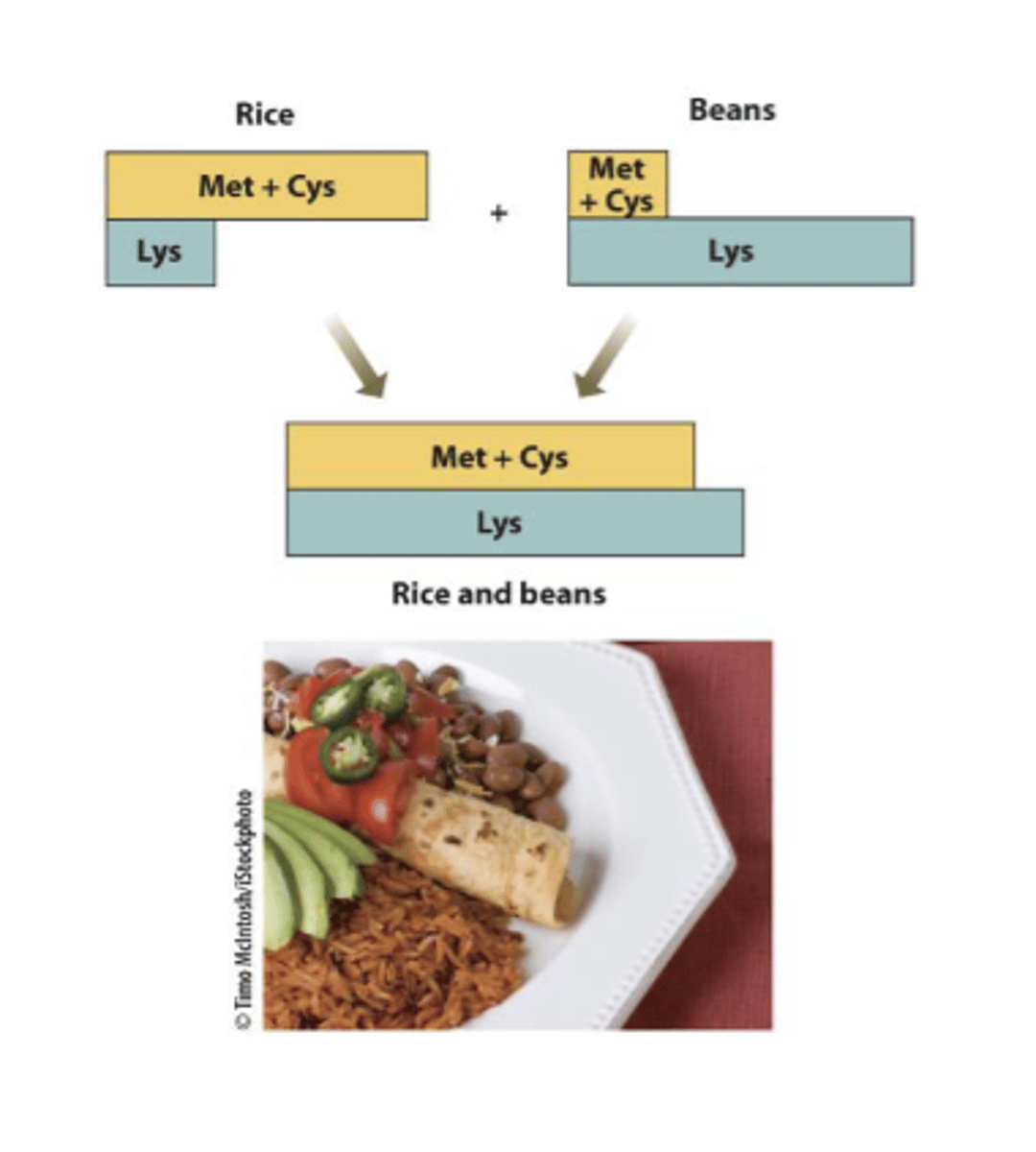 <p>single plant protein is incomplete in one or more EAA</p><p>combine with complementary plant protein <strong><u>to get all EAA</u></strong></p>
