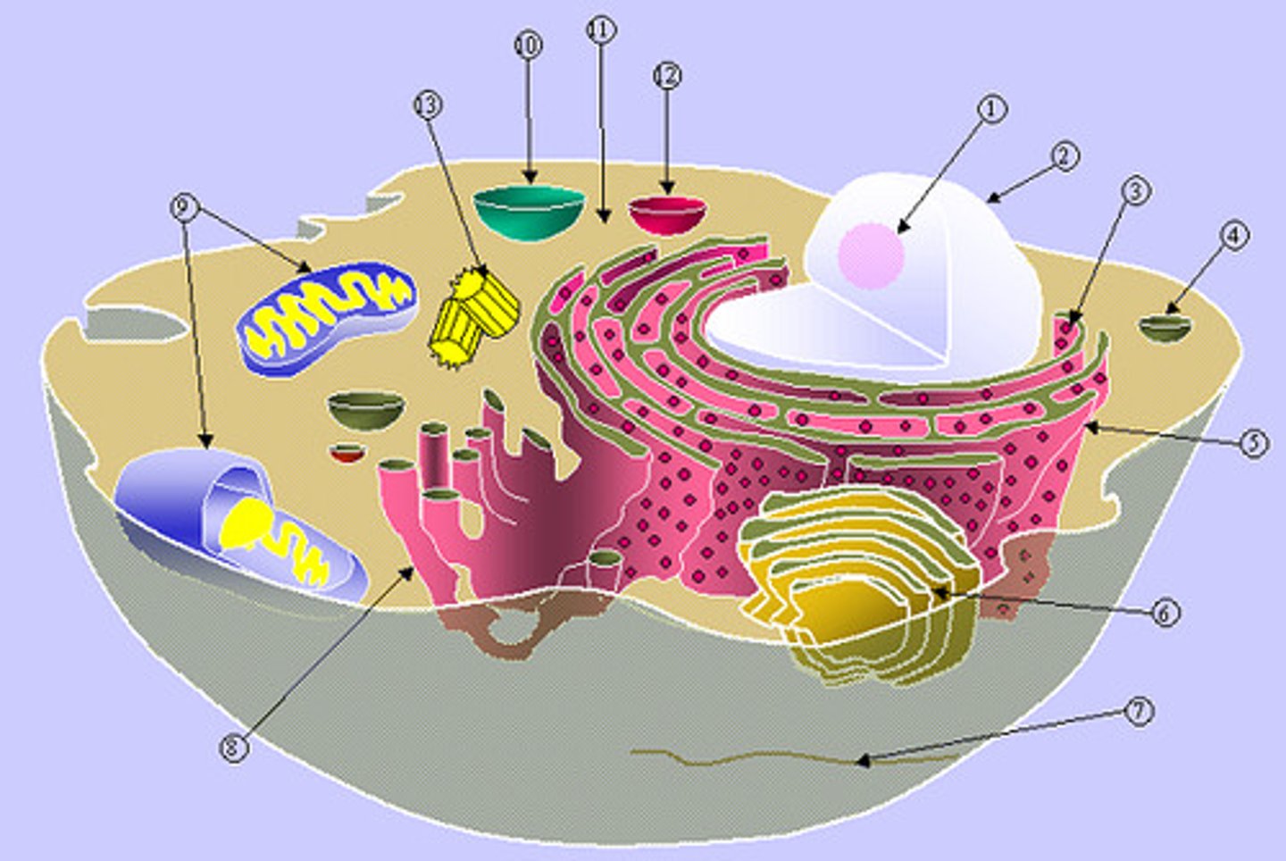 <p>A tiny cell structure that carries out a specific function within the cell</p>