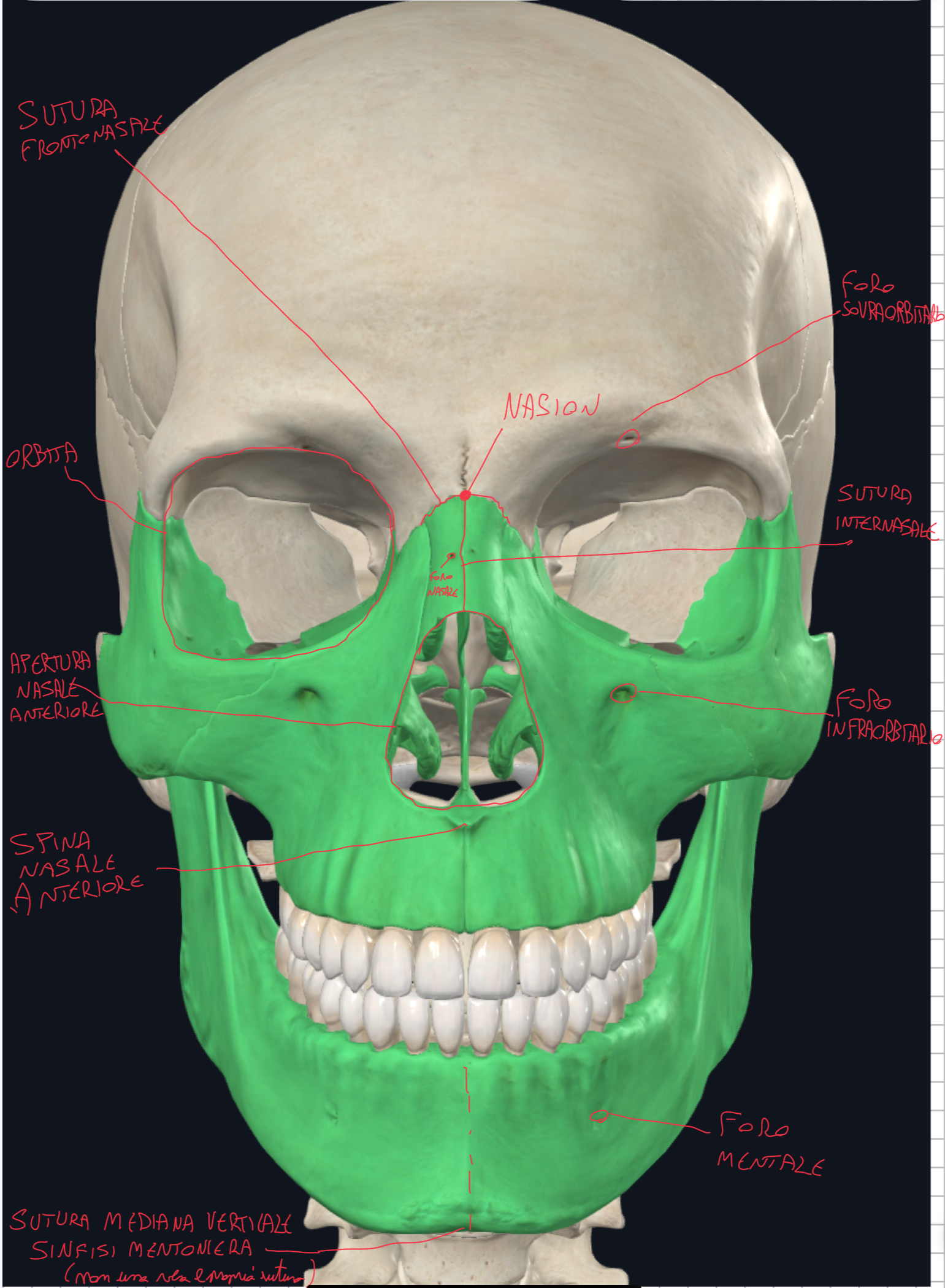 <ul><li><p>Sutura Mediana verticale → unisce la mandibola (si fonde intorno il secondo anno di vita)</p></li><li><p>Sutura Internasale → tra le due ossa nasali</p></li><li><p>Sutura Frontonasale → tra osso frontale e ossa nasali</p></li><li><p>Nasion → punto di incontro tra sutura frontonasale e sutura internasale </p></li><li><p>Orbita → margine formato da 3 ossa → osso frontale (superiormente), zigomatico (lateralmente) e mascellare (inferiormente)</p></li><li><p>Apertura Nasale Anteriore (apertura piriforme) → delimitato da due ossa → ossa nasali (superiormente) e ossa mascellari (lateralmente e inferiormente)</p></li><li><p>Spina Nasale Anteriore → piccola protuberanza che sporge inferiormente alle mascelle</p></li><li><p>Fori della Faccia → 3 allineati verticalmente dove passano i vasi e nervi omonimi (con lo stesso nome) </p><ul><li><p>Foro Sopraorbitario → sull’osso frontale → ramo di V1, nervo oftalmico</p></li><li><p>Foro Infraorbitario → sull’osso mascellare → ramo di V2, nervo mascellare</p></li><li><p>Foro Mentale → sull’osso mandibolare → ramo di V2, nervo mandibolare</p><p>(sono rami delle tre branche del nervo trigemino, principale nervo sensitivo della faccia)</p></li></ul></li></ul><p></p>