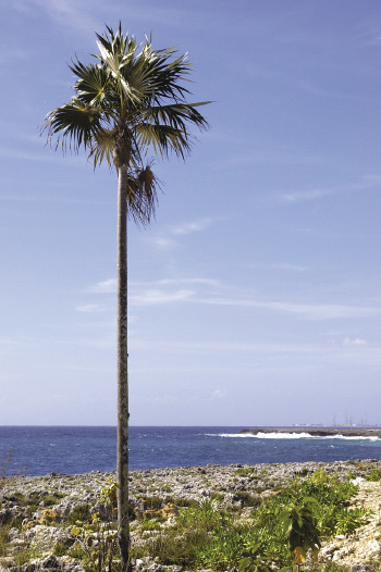 <p>Silver Thatch Palm</p><p>Only palm native to the keys, tall, no coconuts</p>
