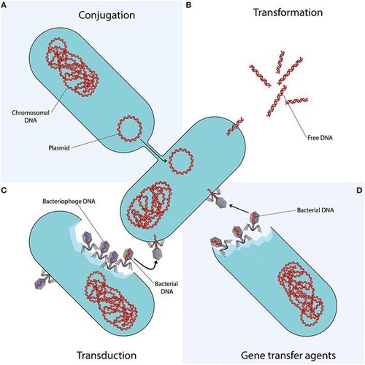 <p>Bacteriophage-like particles that carry random pieces of the producing cell's genome.</p>
