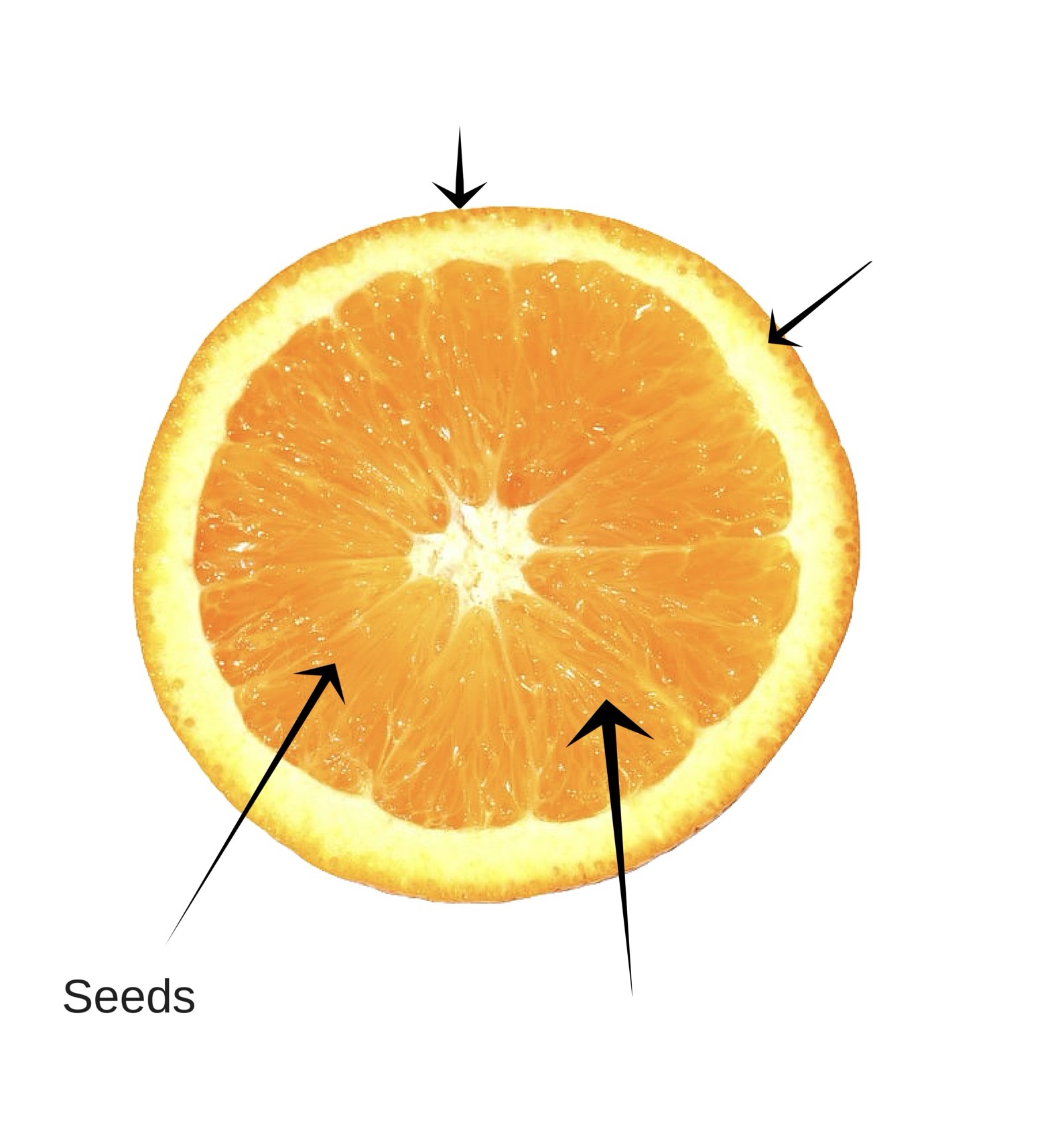 <p>Citrus fruit is a type of simple fruit. Identify the layers of pericarp of a citrus fruit.</p>