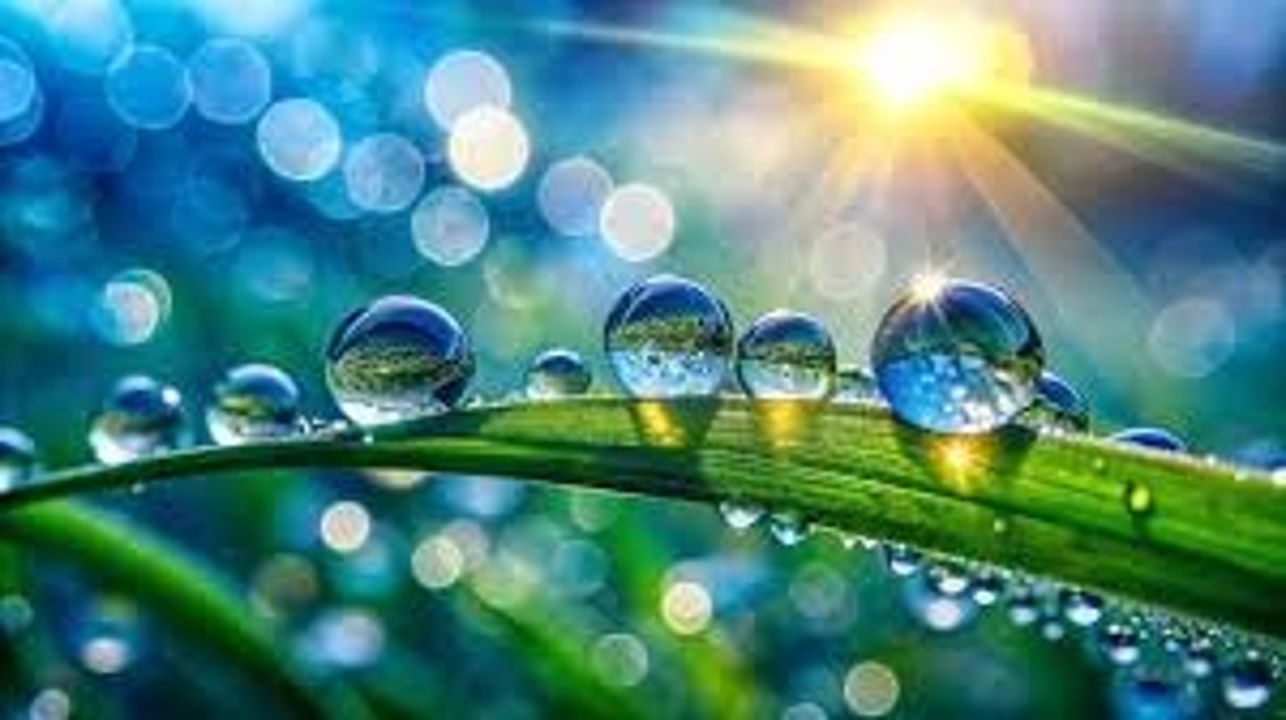 <p>? (morning dew)</p>