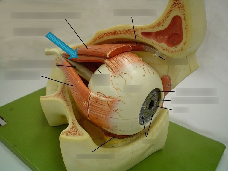 <p>innervation: CN III</p>