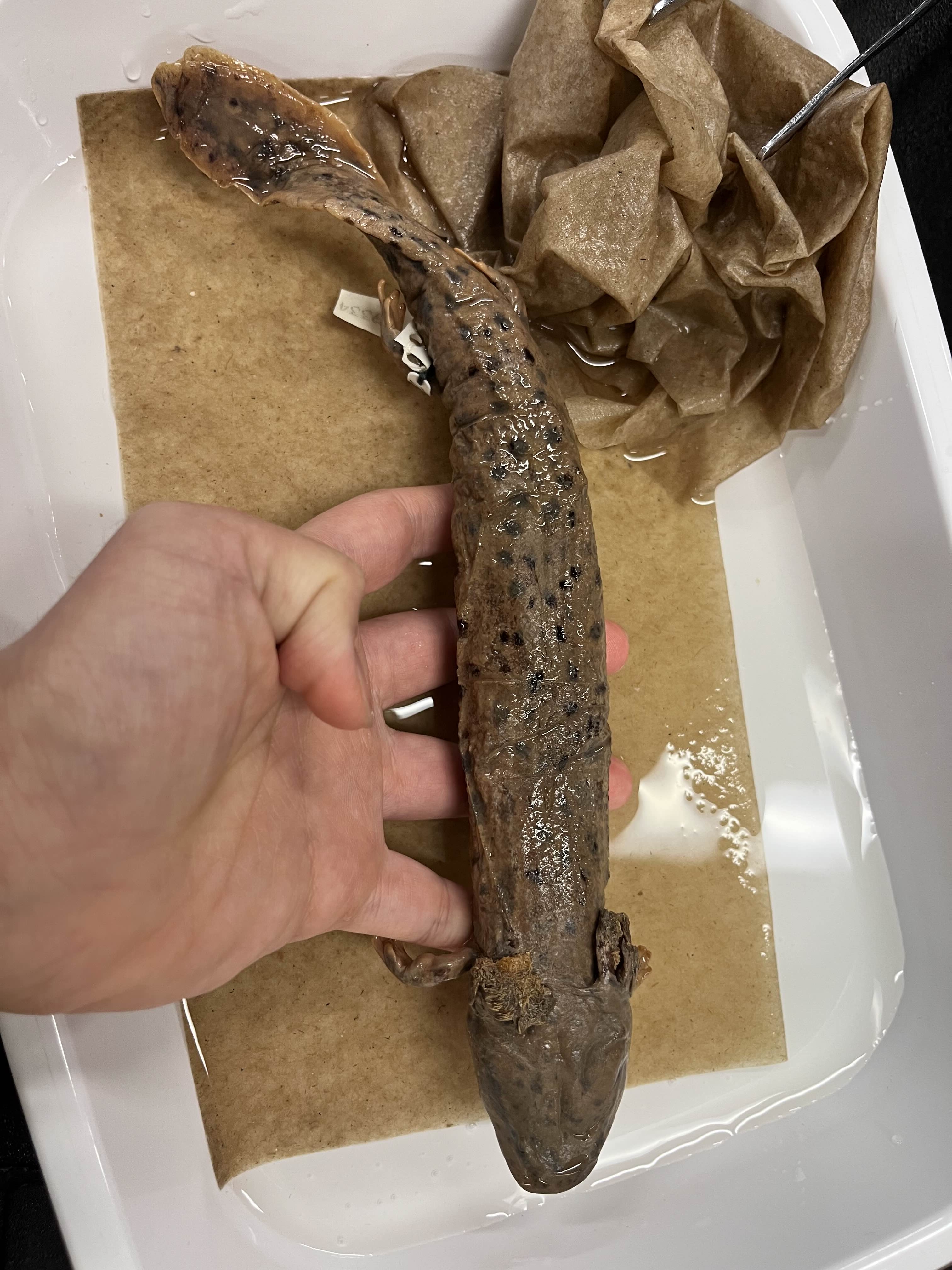 <p>Family?</p><ul><li><p><strong>4 limbs</strong></p></li><li><p><strong>Paedomorphic</strong></p></li><li><p>East US, some areas in the East</p></li><li><p>>10 species (less than)</p></li></ul><p></p>