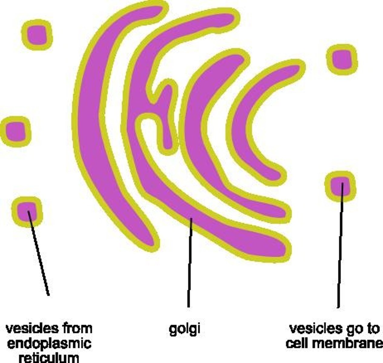 <p>Packages and exports proteins to other cell parts.</p>