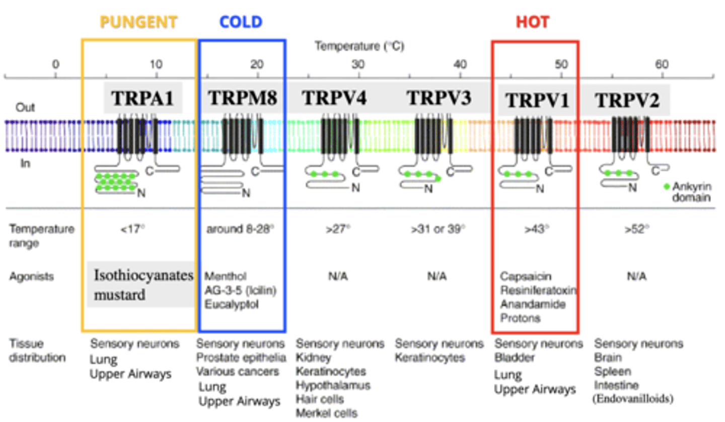 <p>TRP receptor for heat and capsaicin.</p><p>- >43 degrees</p><p>- found on C fibres</p><p>- located on sensory neurons, bladder, lung, upper airways</p>