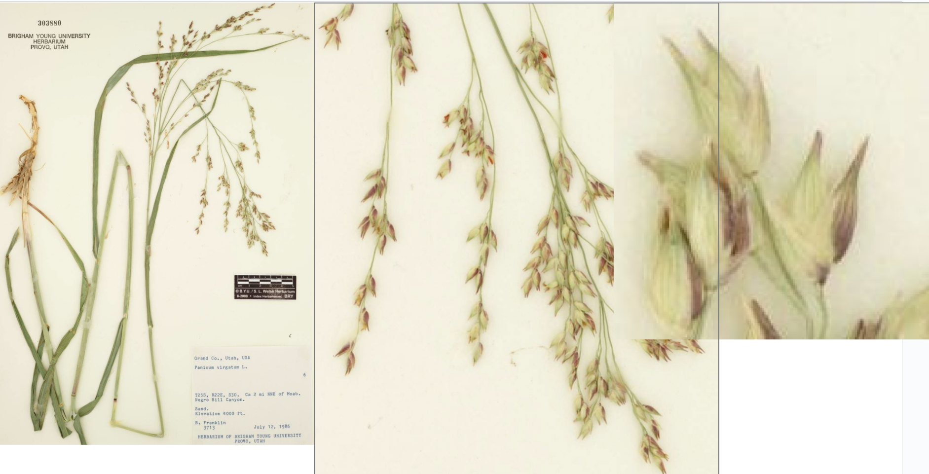 <p>Glumes clasp, pointy, numerous spikelets, large panicle</p><p>Much bigger than Hall’s panicum</p>