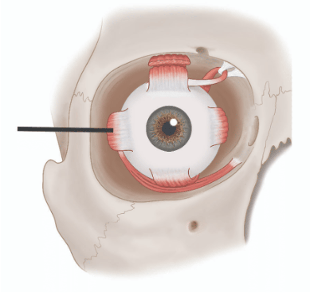 <p>Identify structure.</p>