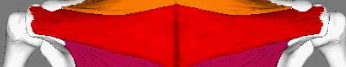 <p>What are the <span style="color: rgb(0, 255, 7);">origins</span> of the&nbsp;<span style="color: rgb(149, 61, 255);">middle fibers</span><span style="color: rgb(0, 180, 255);">&nbsp;</span>of the trapezius?</p>