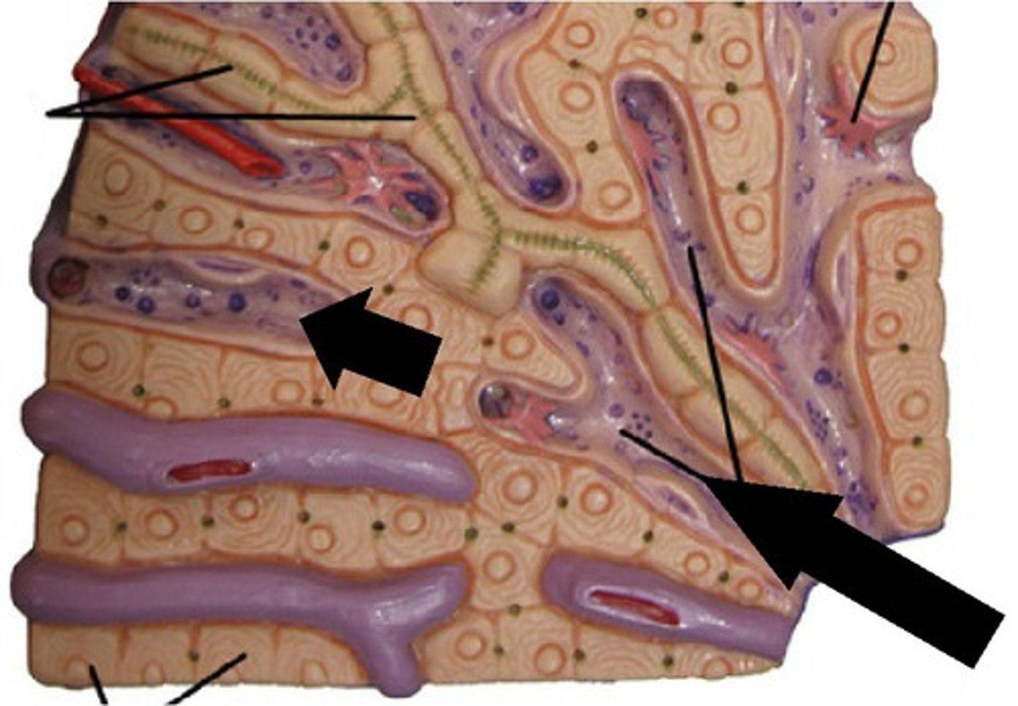 <p>Spaces surrounded by hepatocytes</p>