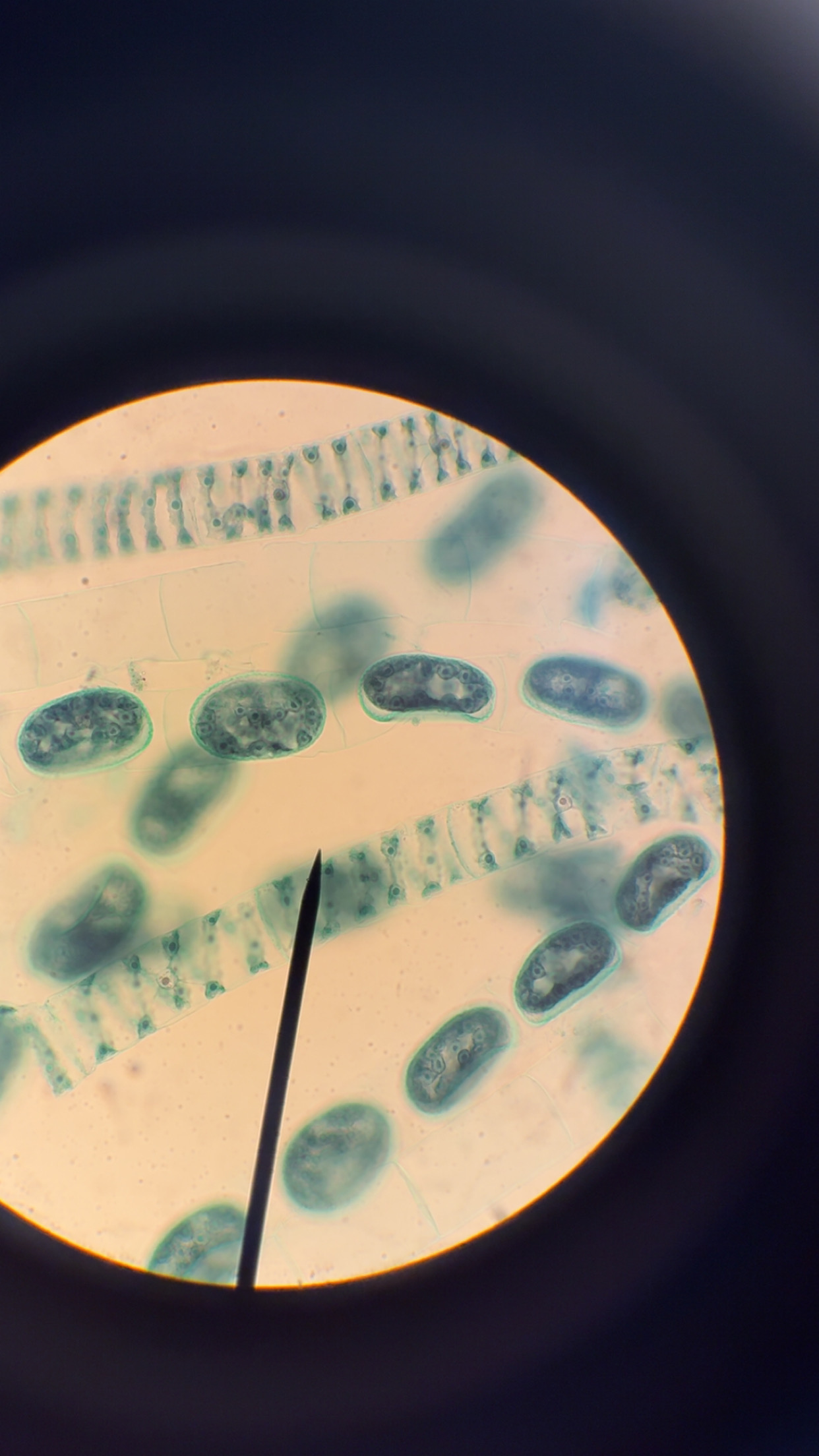 <p>What phylum </p>