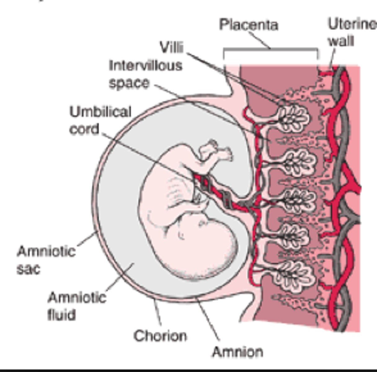 <p>- Provides fetus with oxygen and glucose from mother</p><p>-Removes waste products such as urea and co2 from fetus, and sends it to mother</p><p>-Provides fetus with antibodies</p><p>-Produces hormones such as progesterone</p><p>[placenta is attached to baby by unbiblical cord, so while good stuff can enter baby via placenta, so can viruses]</p>