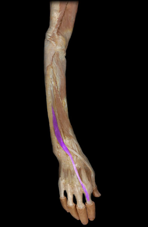 <p>Extensor indicis</p>