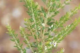 <p>Sericea lespedeza</p>