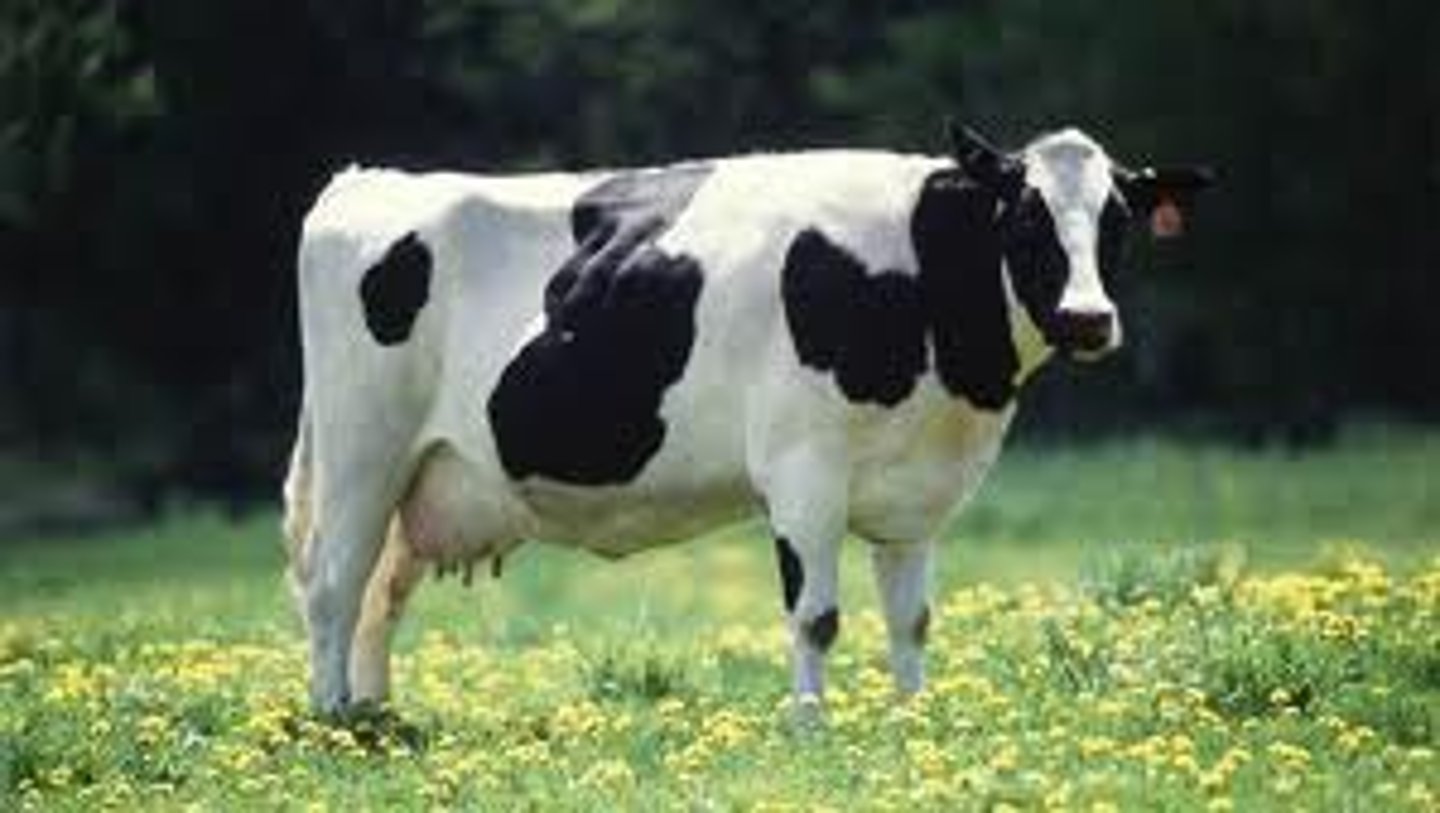<p>una vaca</p>