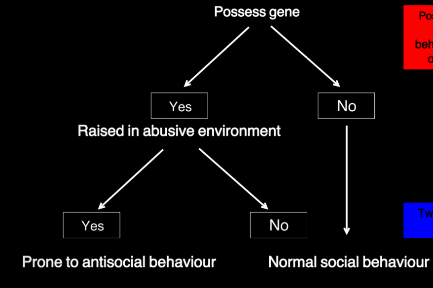 <p>variant of monoamine oxidase A gene</p><ul><li><p>slow acting variant may result individuals being more prone to aggression / antisocial behaviour</p></li><li><p>effect is conditional on early environment - having the gene doesn’t guarantee the behaviour, it depends on early environment</p><ul><li><p>individuals raised in abuse environments show antisocial behaviour</p></li><li><p>individuals raised in nurturing environments show normal behaviour</p></li></ul></li></ul><p></p>