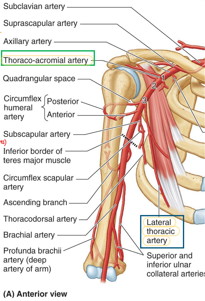 <p>Axillary 2</p>