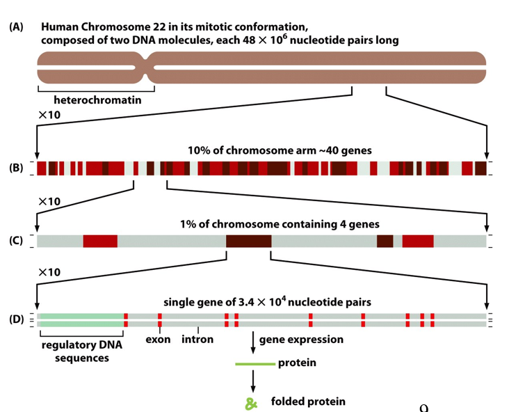 <ul><li><p>Coding region is exon</p></li><li><p>Noncoding (between or within genes) is introns</p><ul><li><p>can function as regulatory sequences (not junk DNA)</p></li></ul></li></ul><p></p>