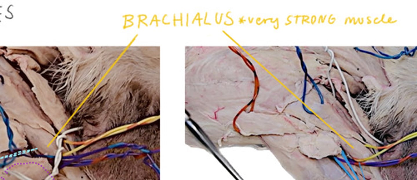 <p>closer to the lateral and long heads of the triceps, so it’s kind of sandwiched between the triceps and the biceps.</p>