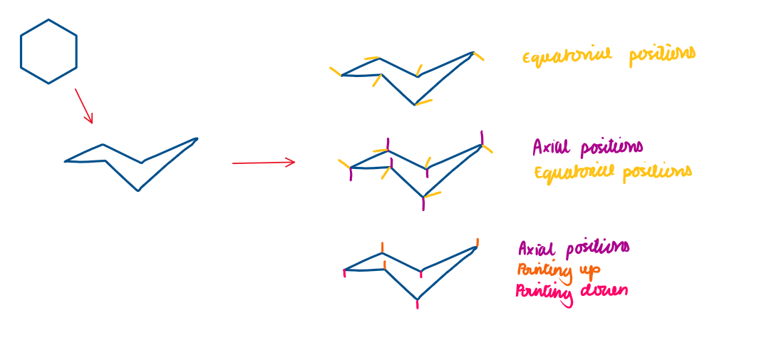 <p>In cyclohexane, each C has 2 types of H atoms</p><ul><li><p>Axial = H atoms that point up or down, parallel to the ring’s axis</p></li><li><p>Equatorial = H atoms that point outwards, to the equator of the ring</p></li></ul><p></p>