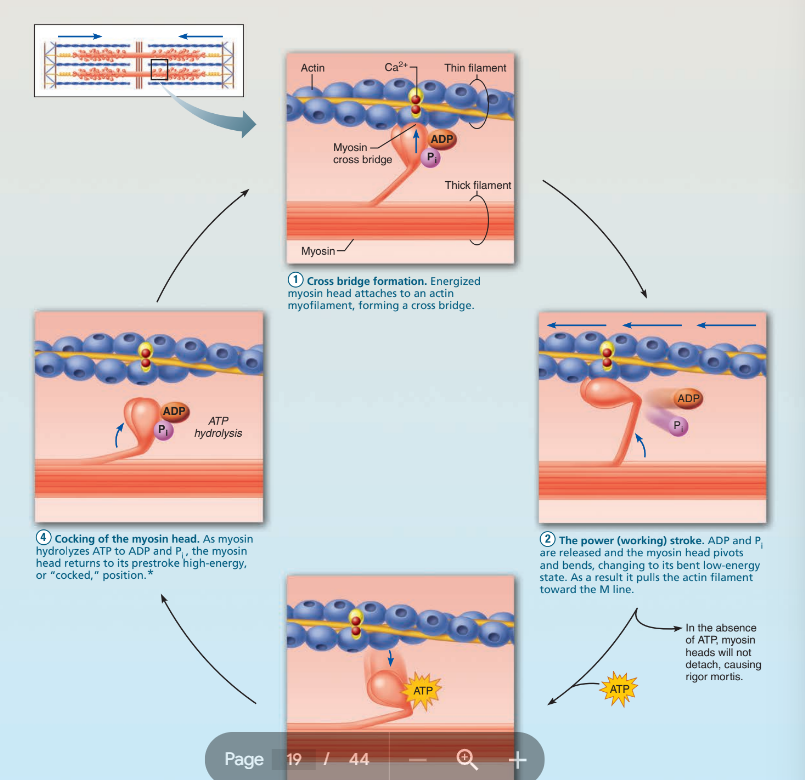 <ol><li><p>upright myosin binds to actin </p><ol><li><p>It has ADP and P<sub>i</sub> </p></li></ol></li><li><p> ADP and P<sub>i</sub> leave causing myosin and the actin to move </p></li><li><p>ATP binds which cause the Myosin to detach from actin </p></li><li><p>ATP is hydrolyzed to ADP and Pi and the myosin head becomes upright ready to bind to another actin </p></li></ol>