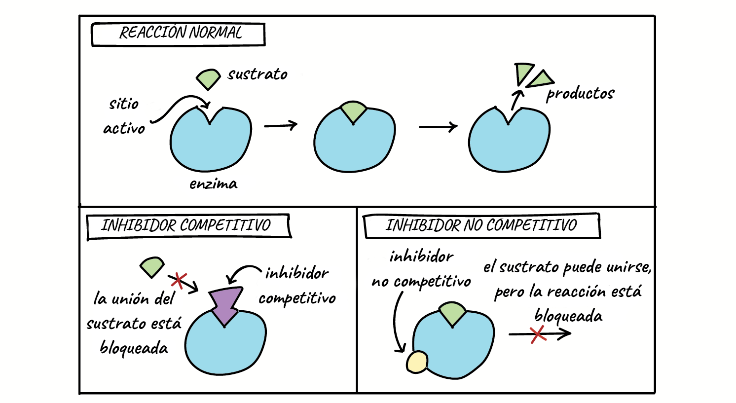 <p><span>Ocurre cuando una <strong>molécula inhibidora</strong> se <strong>une</strong> al <strong>sitio activo de una enzima</strong>, <mark data-color="#e45d5d" style="background-color: #e45d5d; color: inherit">bloqueando</mark> la unión del sustrato y disminuyendo la afinidad de la enzima por su sustrato natural.</span></p>